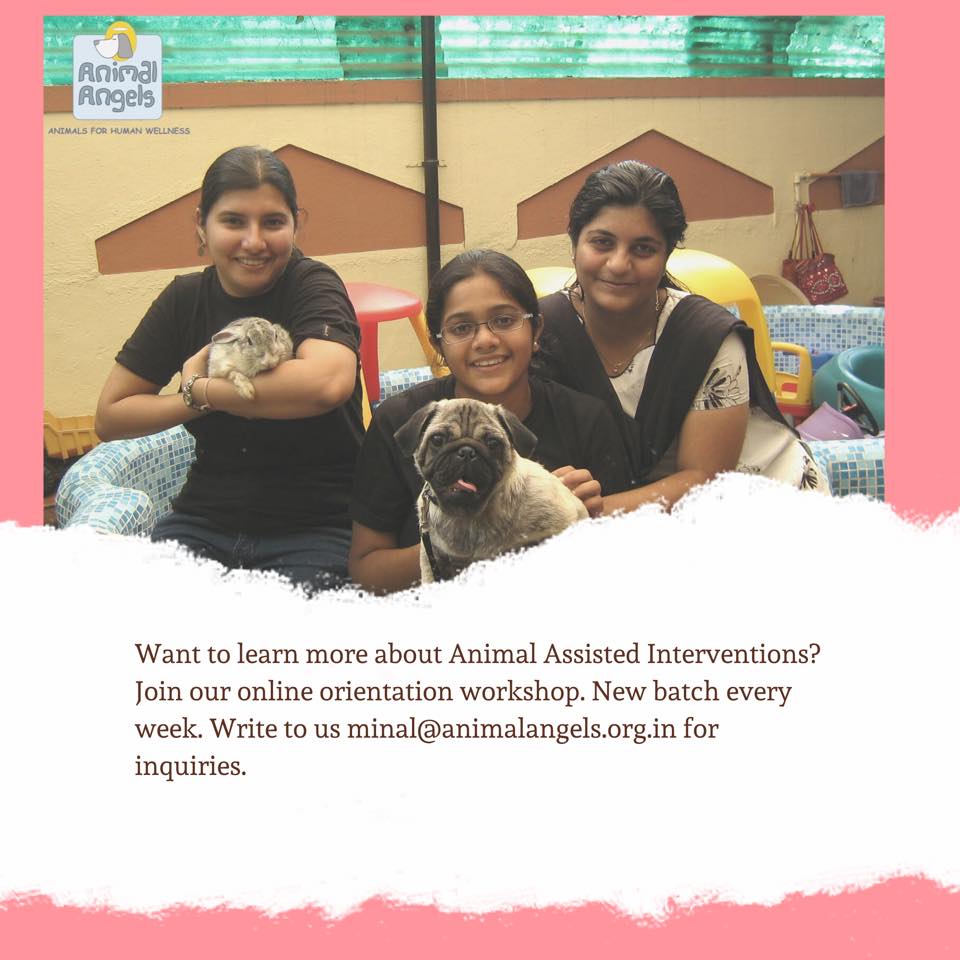 Homepage - Animal Angels Foundation