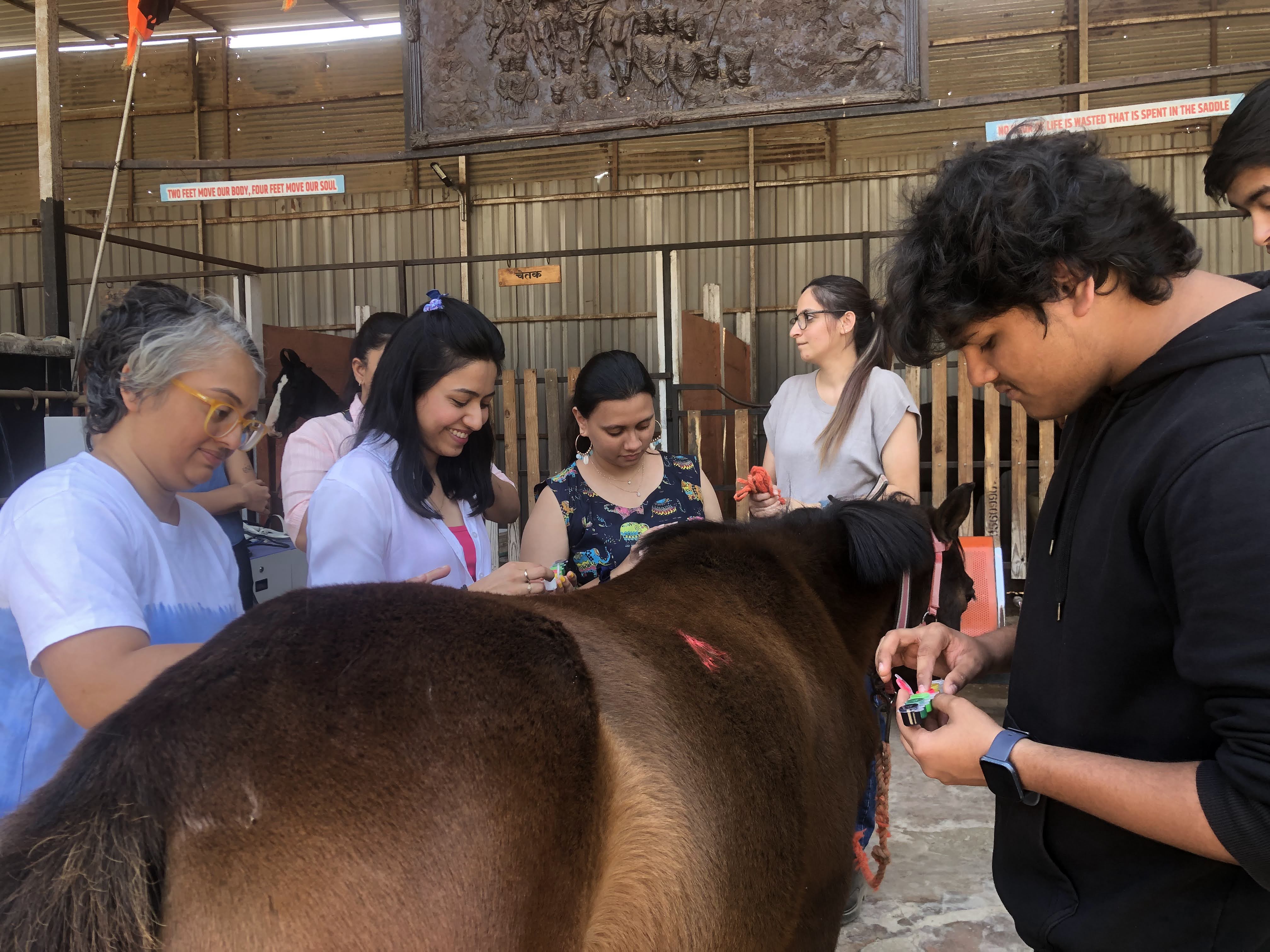 Equine Therapy Training