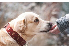 Therapy-dogs-Delhi