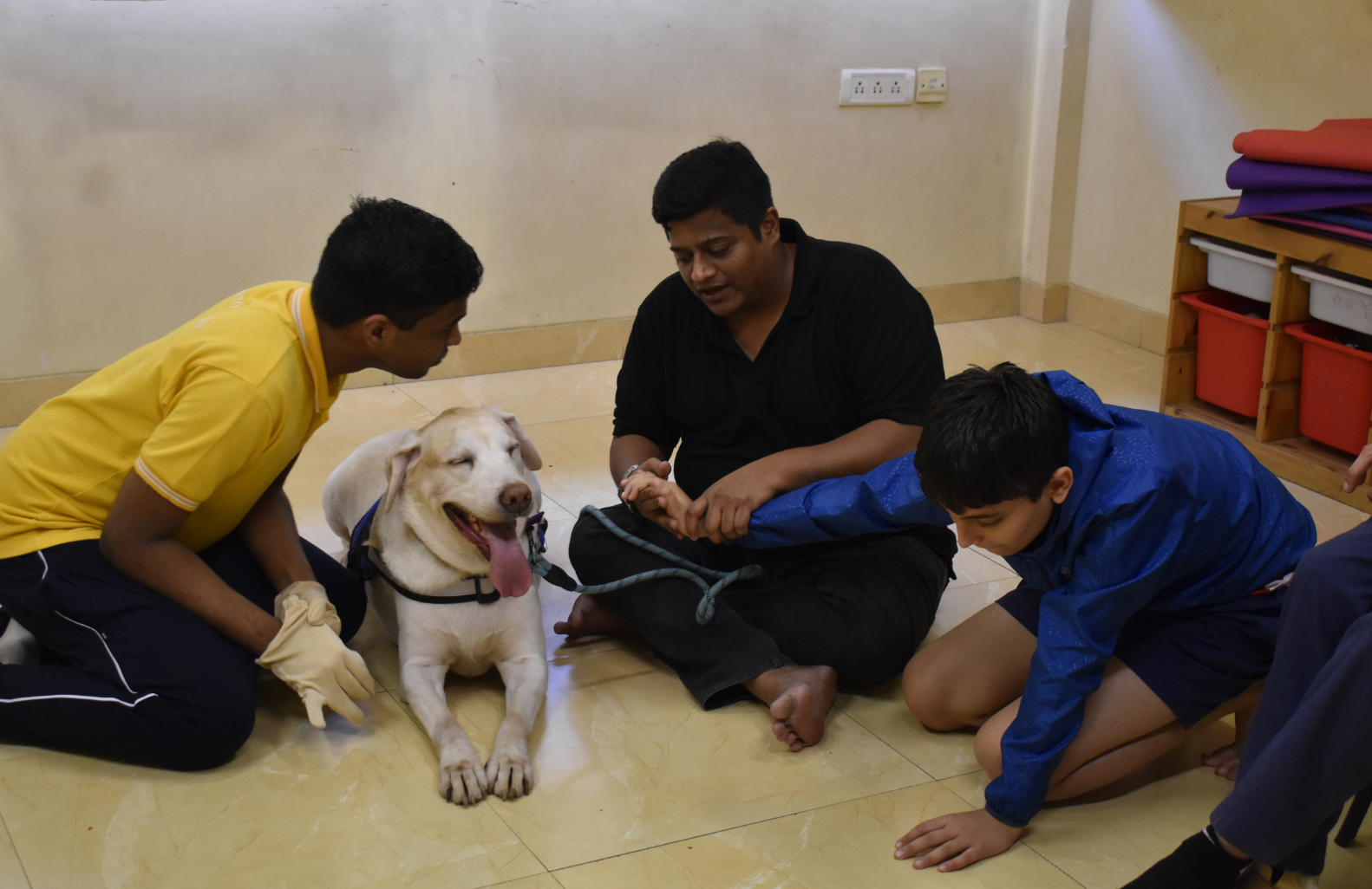 Healing Paws