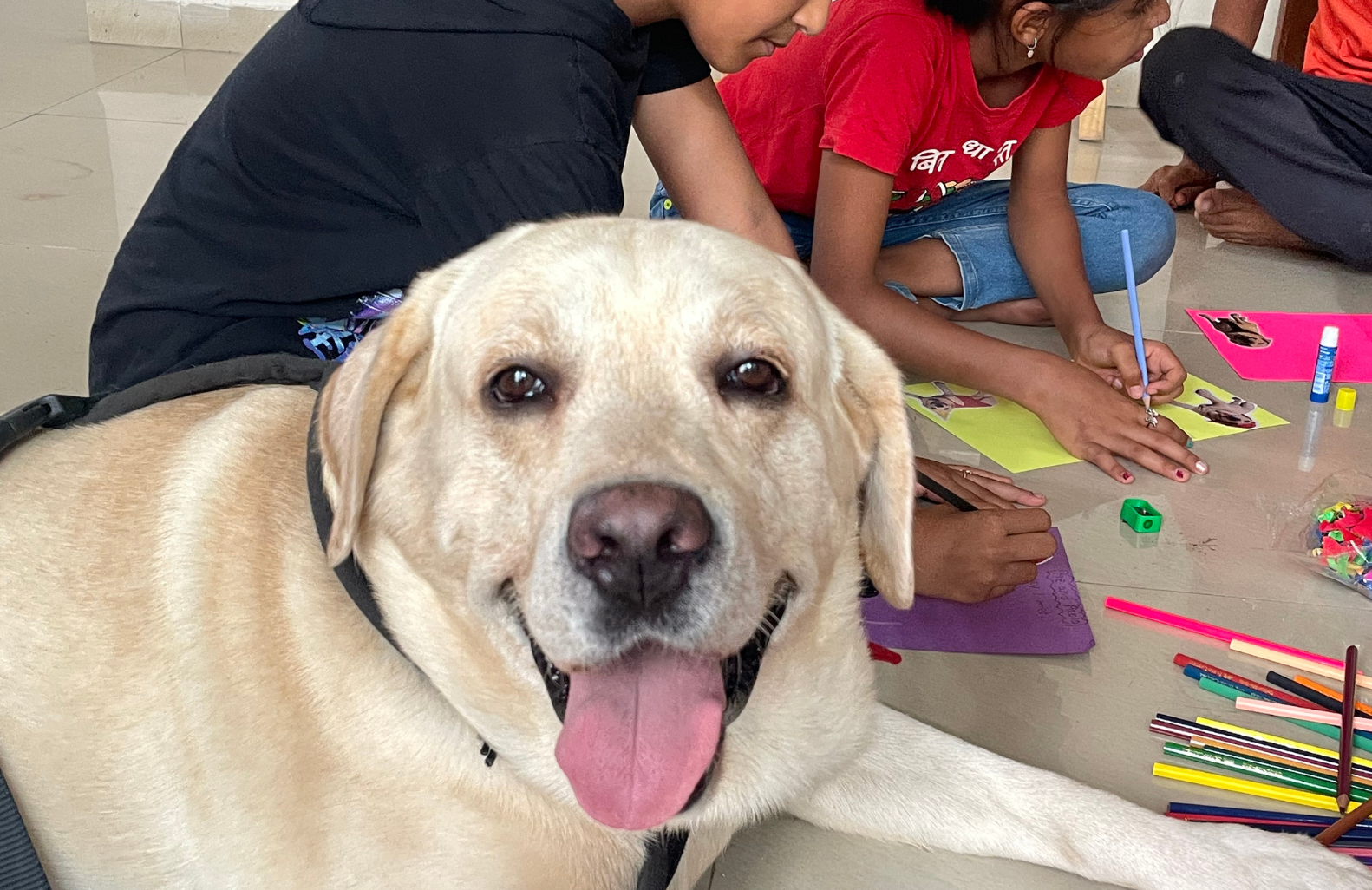 Paws to
                                    Play Program